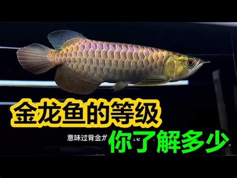 黑龍魚價格|黑帶 龍魚的價格推薦